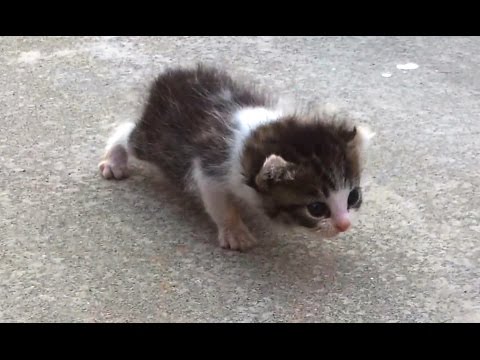 Kittens Taking Their First Steps