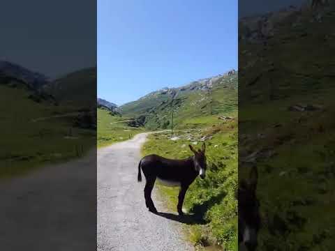 Avers Juf & Valle di Lei road bike cycling 06.2022