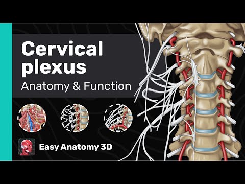 Cervical plexus: Anatomy & Function | Branches | Easy Anatomy