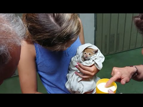 Rescate de GATITO Viajero Atrapado Varios días en un Garaje
