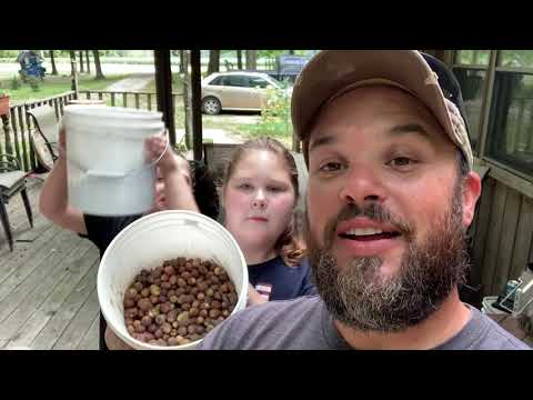 Free Pig Feed on the Homestead!!!