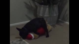 animale cainele si plusul