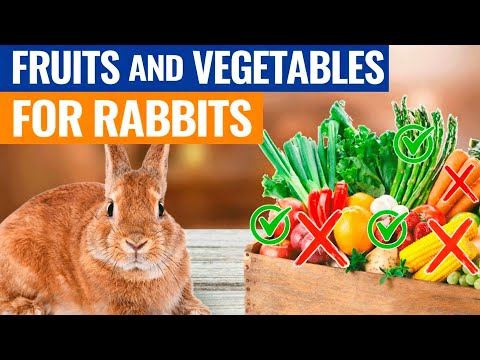 What Can Rabbits Eat? Full List of Safe Fruits, Veggies & Greens