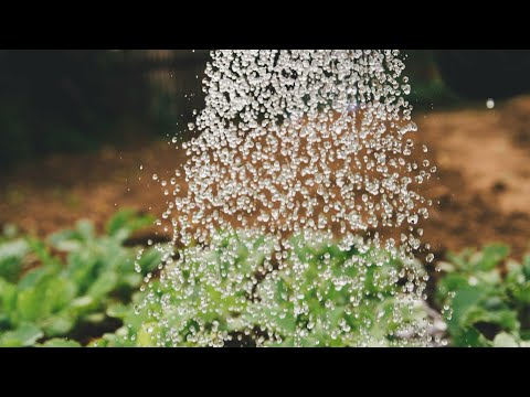 Sito-Jah Mufasa ft Fats BDE -  Matjakili Creators (Official Video)