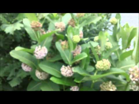 My wildflowers part 3. Plant profile: Sullivants milkweed