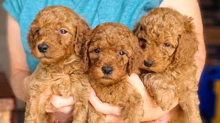 Video preview image #1 Poodle (Standard) Puppy For Sale in WAGENER, SC, USA