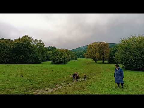 Sonja Zietlow が ZDF ショー「Dog House」の司会を務める