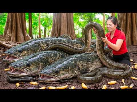 Harvesting Super Cosmic Banana Fish & Go to Market Sell | Giant fish and eels nest in the forest