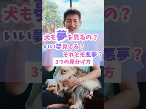 犬は悪夢を見ますか?