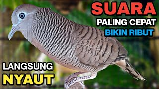 Download lagu Perkutut Lokal Gacor Suara Besar Pancingan Burung Perkutut Agar Cepat Bunyi. mp3