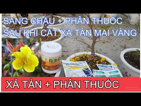 🔴 QBS2113 - Cắt xả tàn cây mai vàng sau tết thời điểm từ mùng 5 đến ngày 12 || Bonsai mai vàng 123