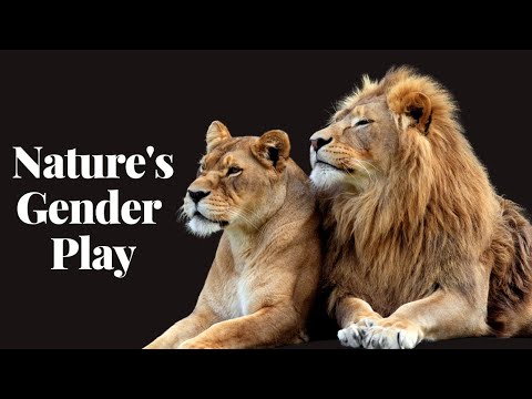 Nature's Gender Play | Unveiling the Fascinating World of Sexual Dimorphism in Animals