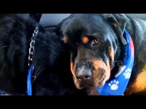 Le lacrime del rottweiler per il fratello morto