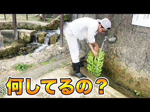 バナナの木が喉が渇いているかどうかはどうやってわかりますか?水やりのポイント  庭園