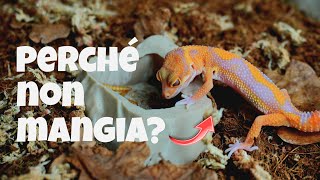 PERCHE IL TUO GECO NON MANGIA