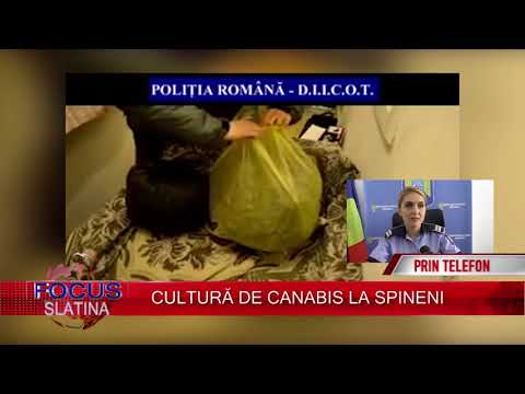 CULTURĂ DE CANABIS LA SPINENI (01.09.2017)