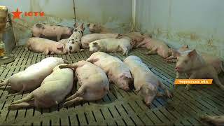 Массаж, климат-контроль и сбалансированная еда: как ухаживают за свиньями австрийцы в Украине