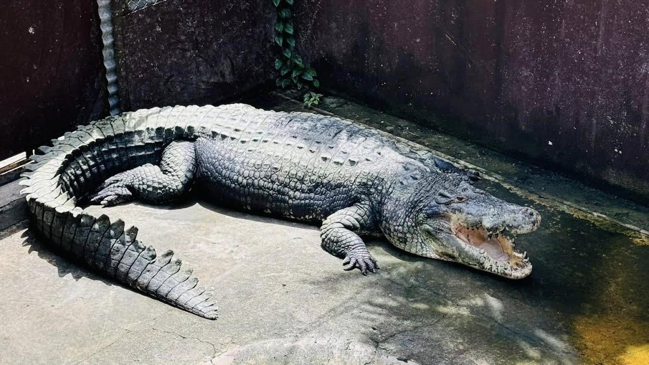 Explore Palawan Wildlife Rescue and Conservation Center with this tour.