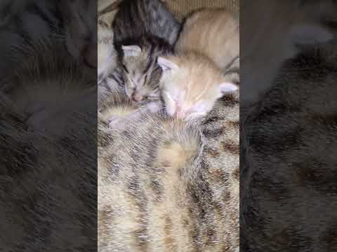 New born kittens #cat #orangeandwhitecat #greycats #kittens #newborn #beautiful #love
