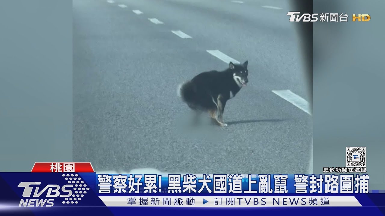 警察好累！黑柴犬國道上亂竄　警封路圍捕