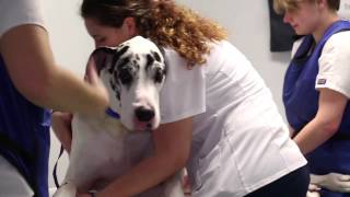 preview picture of video 'CARE Veterinary Center: 30 second TV Ad'
