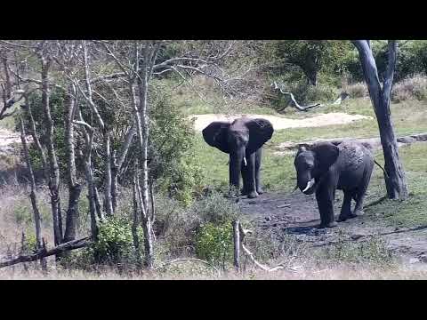 Djuma: Elephants at shallow end doing some mud wallowing - 09:23 - 10/03/2022