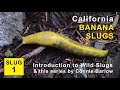 California Banana Slugs - 1 of 6 - Introduction to Wild Slugs and This Series
