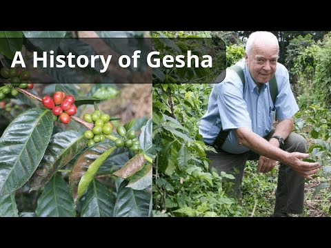A History of Gesha and the Coffee Farm That Made it Famous