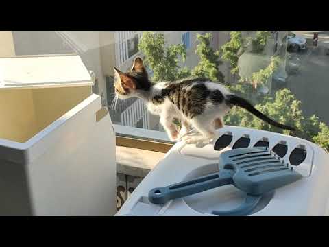 My Cat Falls in Garbage Can. (I saw it coming)