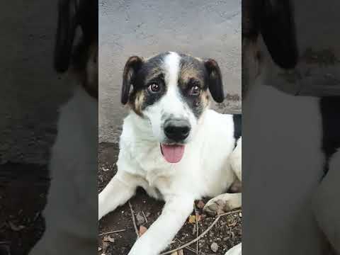 lucha #casagrande #puppy #miradacanina #cordoba