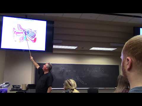 Cranial Vault, Orbital, Ear Part 3