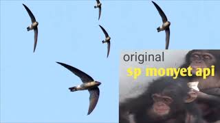 Download lagu Suara panggil walet monyet api. Original mp3 mp3 Download lagu Suara panggil walet monyet api. Original mp3 mp3