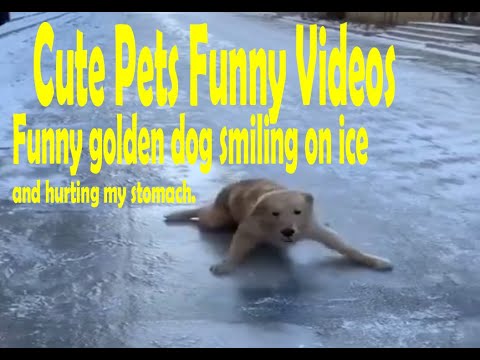 Cute Pets Funny Videos Funny golden dog smiling on ice and hurting my stomach