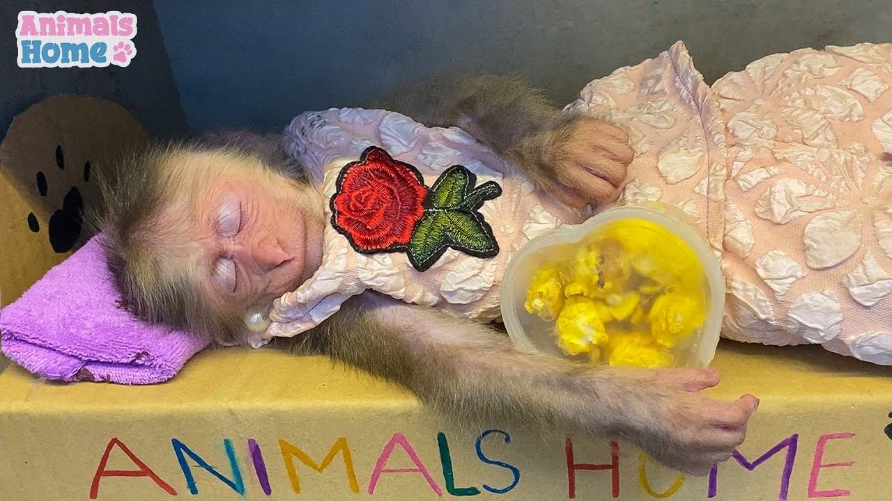 BiBi was stolen popcorn box while sleeping