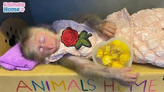 BiBi was stolen popcorn box while sleeping