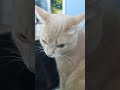 Cream Tabby Cat Standing On Laptop Cat