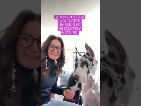 Shhhh #dogs #greatdane #shorts