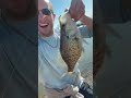 Slab crappie May 22nd August a Busch Wildlife #crappie #slab #outdoors