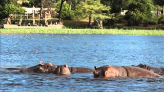preview picture of video 'Chobe Safari Lodge Trip | Hippos | Chobe National Park'
