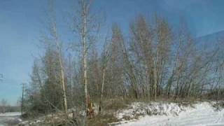 Tree Felling - time lapse