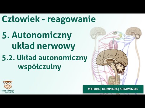 Odchudzanie kulturystyka Mięsień naramienny ukrwienie unerwienie