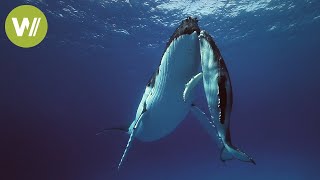 Stroking whales | Wildlife documentary between land and sea  (1/2)