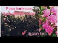 My Garden S Flora Rosa Banksiae Commonly Called Lady Banks Rose Pink Variety