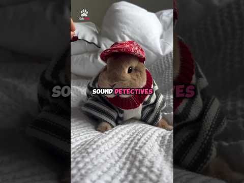 Bunnies are sound experts 🐰