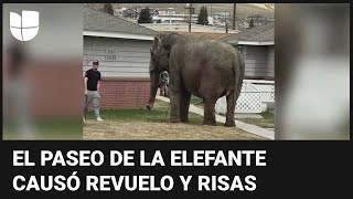 El momento en que una elefante se escapa de un circo y pasea por las calles de Montana