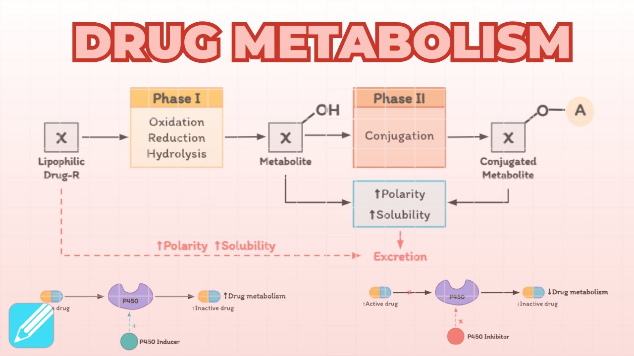Drug Metabolism - Pharmacokinetics | Pharmacology