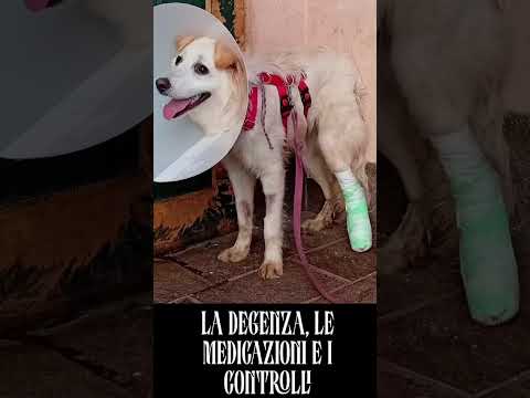 Video di SALVO