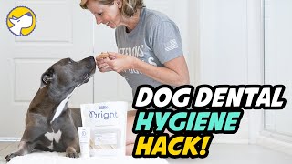 Dog Dental Hygiene HACK! - BARK Bright Dental Sticks & Toothpaste