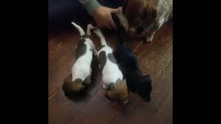 Dachshund Puppies Videos