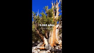#short ¿Cómo se mide la edad de un árbol? 